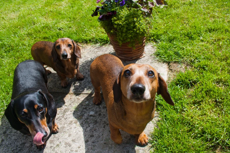 two black brown and white dogs in grass and plant