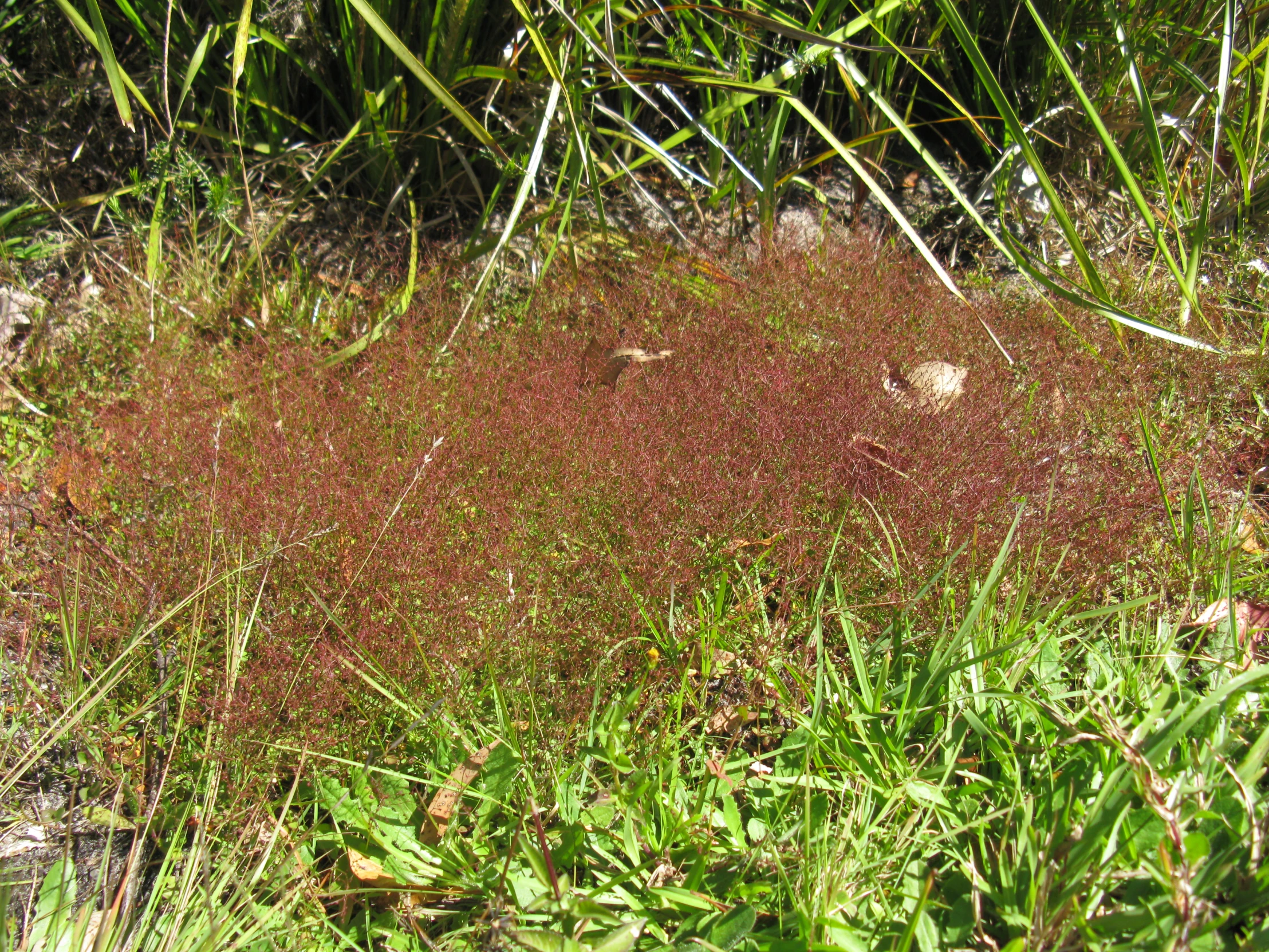 there is a red patch of weeds growing in the grass