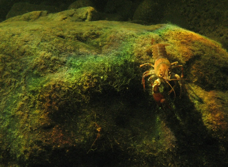 a taraplice hanging upside down in moss