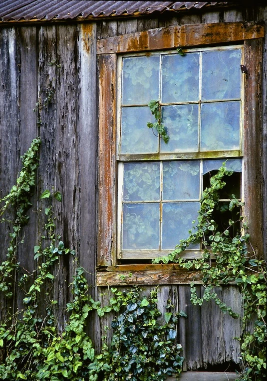 an old house with ivy climbing the windows