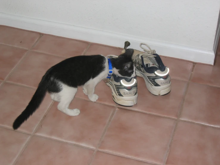 black and white cat sniffing a pair of shoes