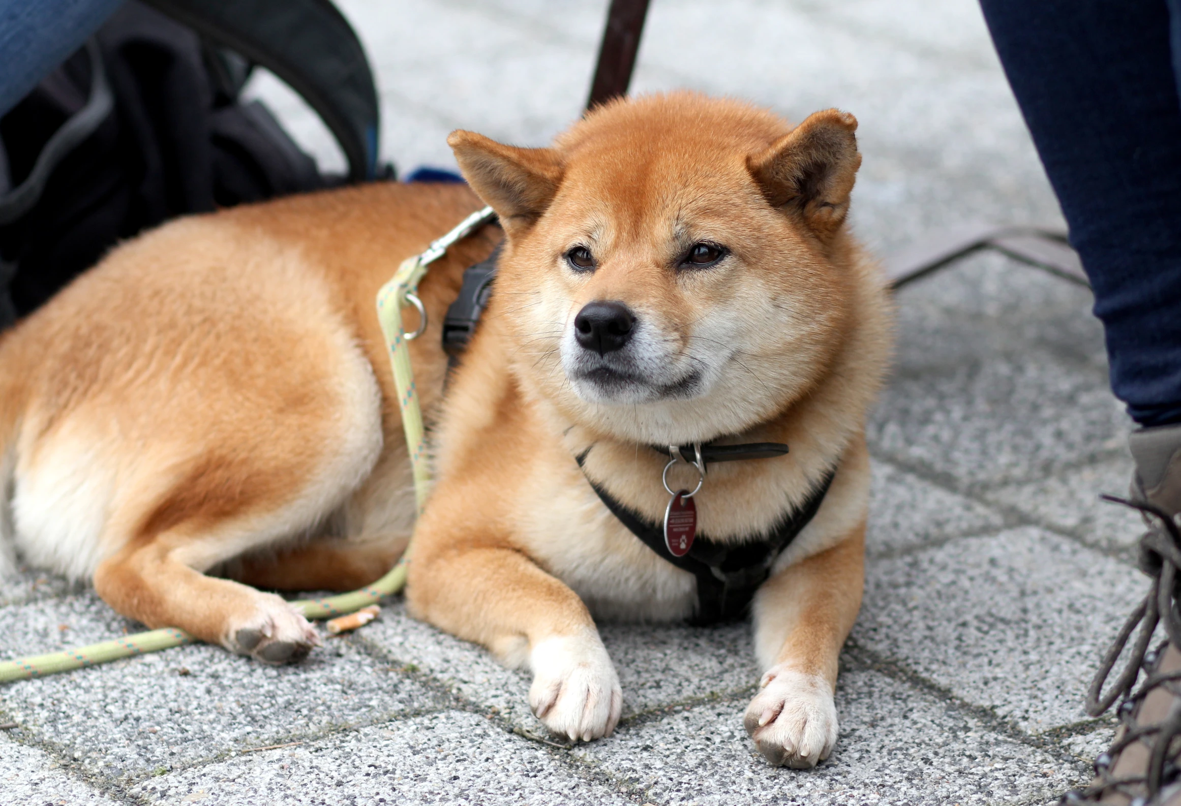 a dog that is sitting down with leash around it's neck