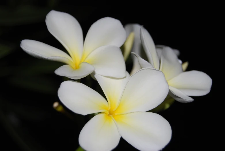 the white flowers are blooming on the stems