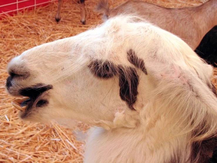 a close up of an animal with black spots