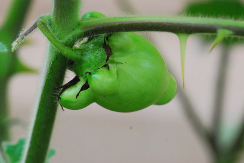 closeup of a pea plant with a seed