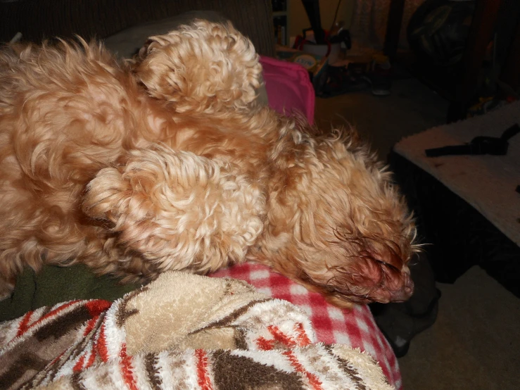 a dog with a hair on it's face sleeping