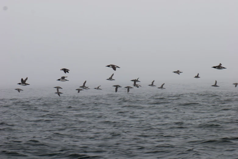 a flock of seagulls are flying over the ocean