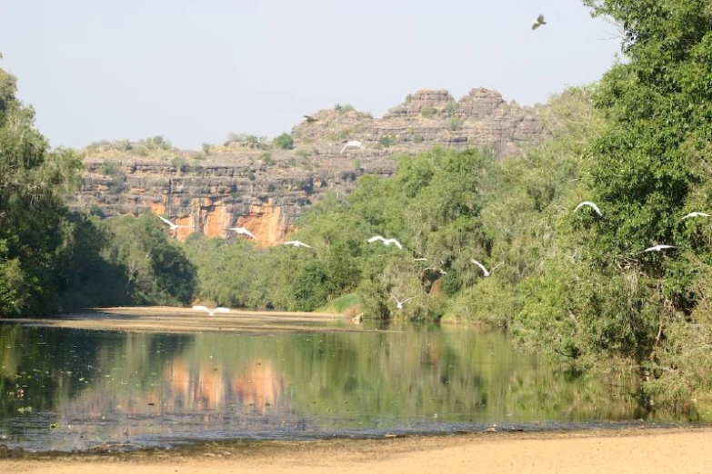 birds flying low over the river while others graze