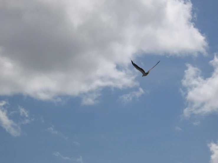 a large white and black bird flying in the air