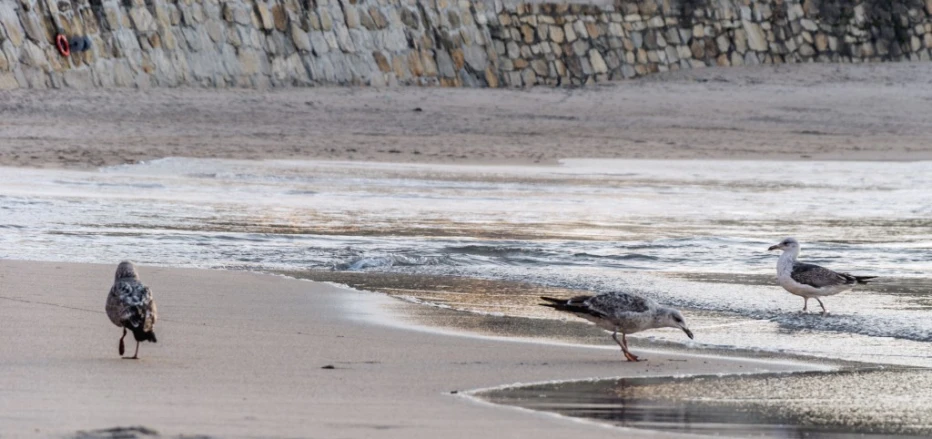 two birds walking along the sand on a beach