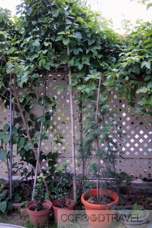 two plants on the side of a fence with vines on it