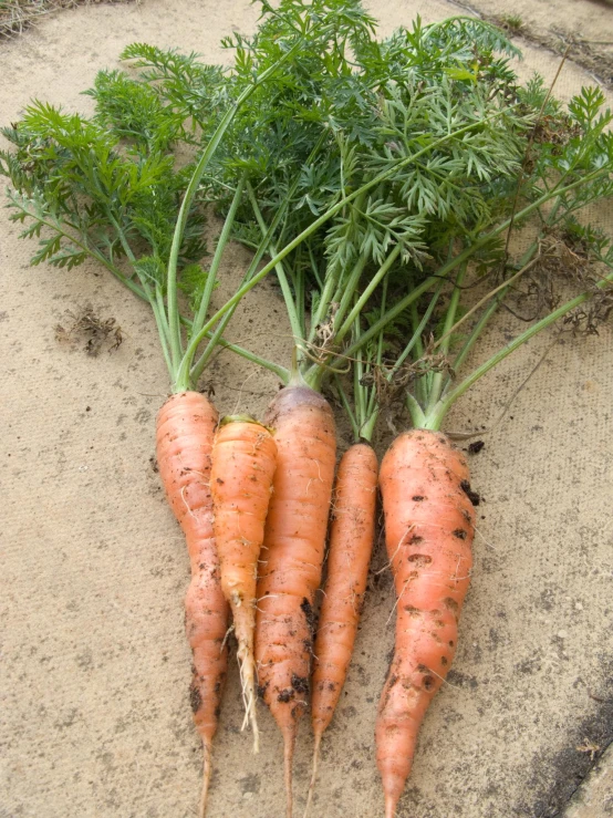 carrots on the ground with a pile of leaves