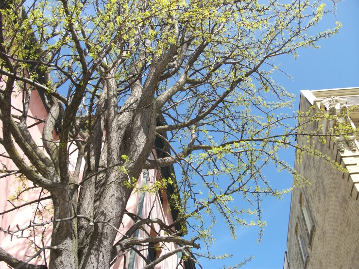 a tree is next to a building under blue skies