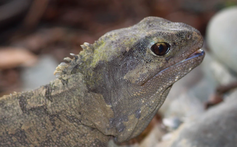 a close up of the face and head of a lizard