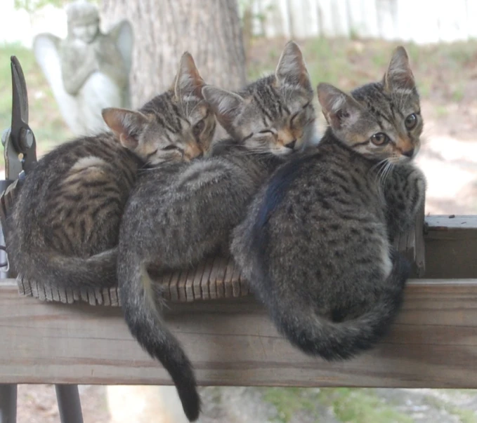 a small group of kittens sitting in a wood crate