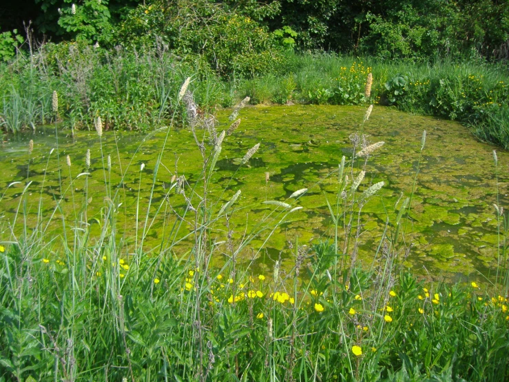 green plant life that is growing inside the pond