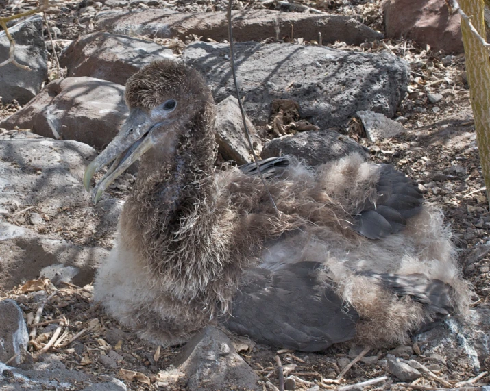 there is a baby bird laying in the grass