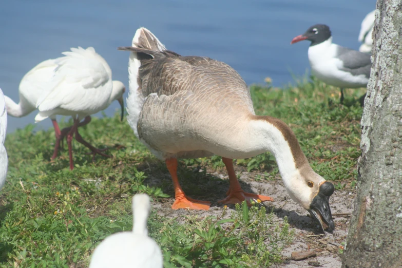 a flock of geese are standing next to a tree