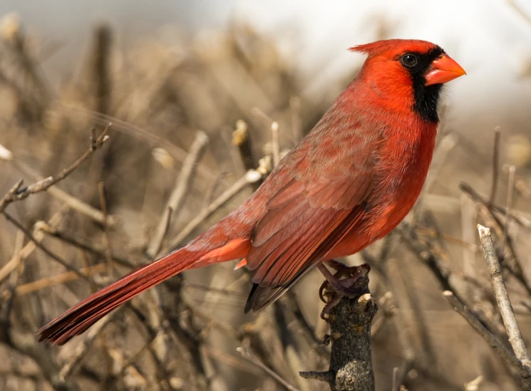 a red bird with a black bill sitting on a nch