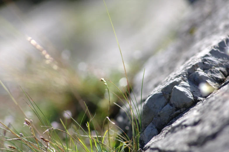 grass growing in between the rocks by the road