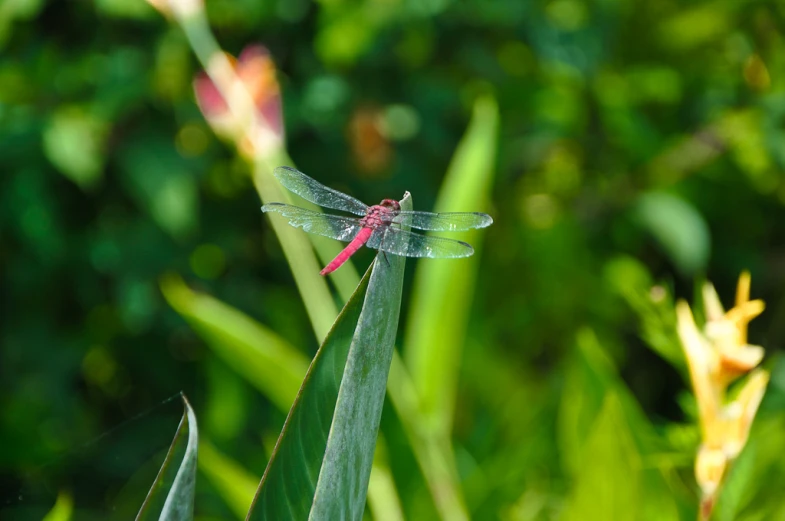 red dragonfly sitting on top of a plant with a green background