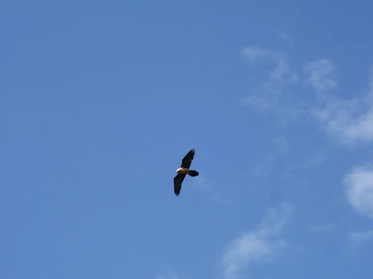 there is a very large bird that is flying in the sky