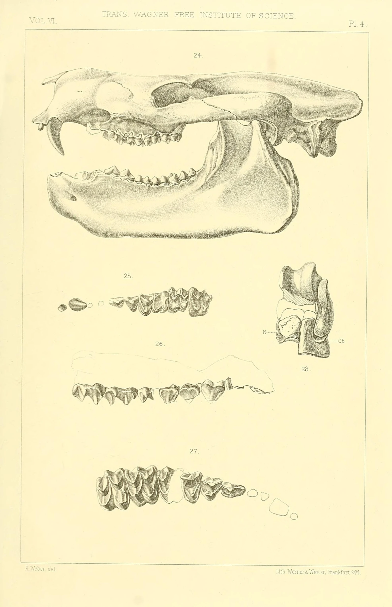 an animal with teeth, mouth, and other things in its mouth
