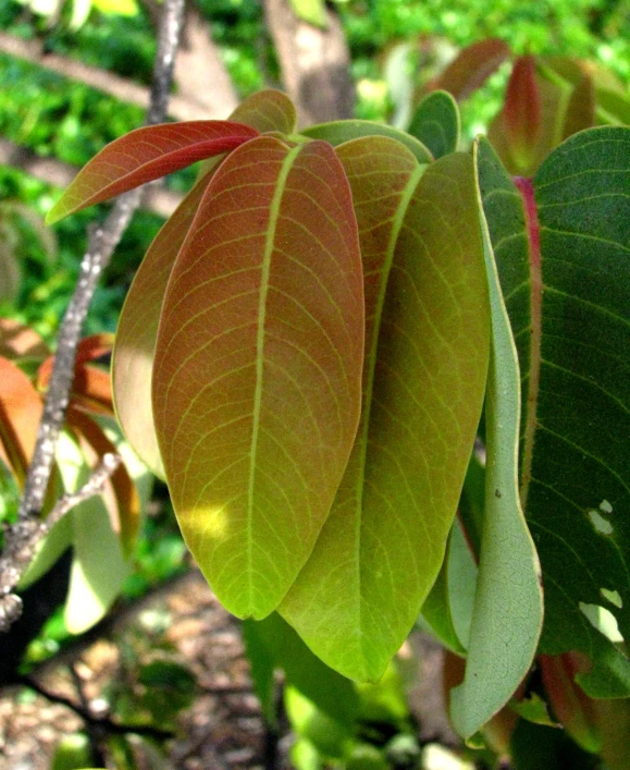 a tree nch with some red and green leaves