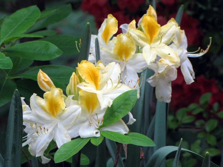 four different types of flowers next to each other