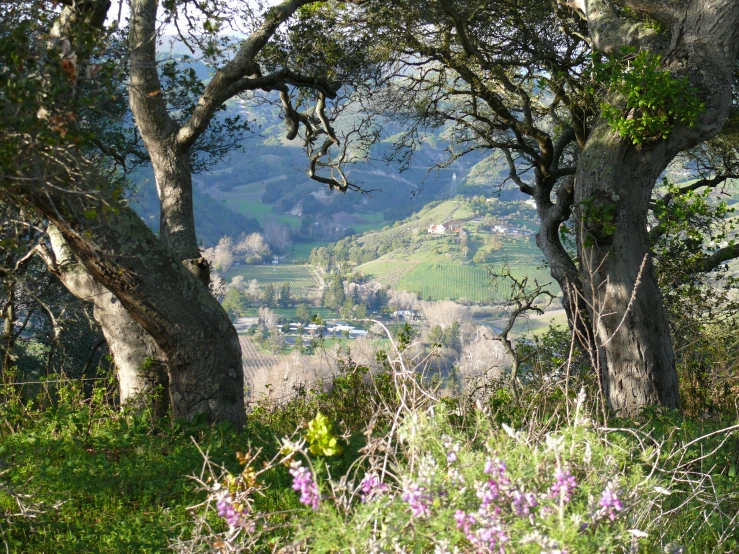 many large trees that are on a hill