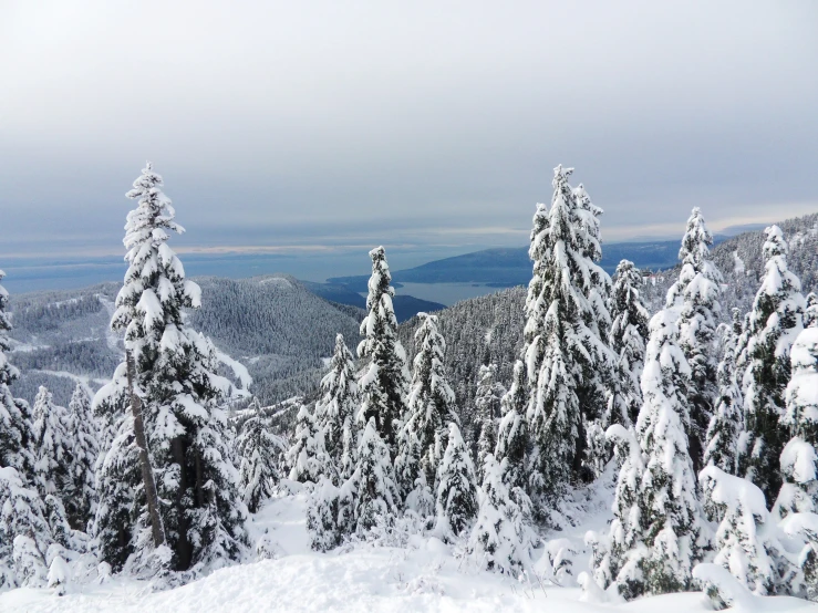 the view from the top of the mountain on snowy trees