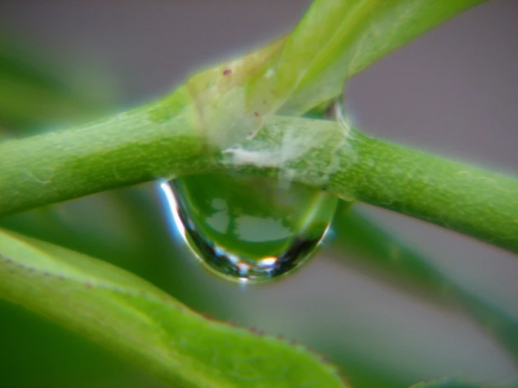 a green plant with water droplet hanging from it