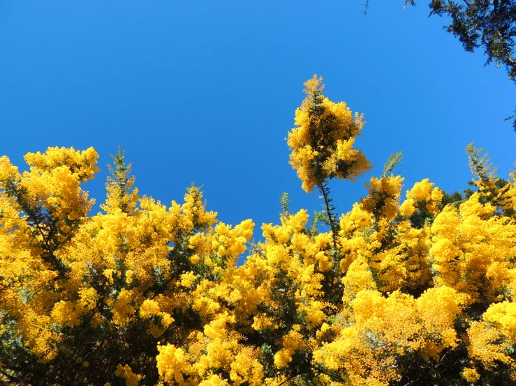 some very pretty yellow trees with some leaves