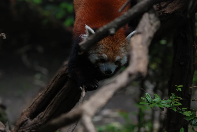 a little red panda sleeping on the nches of a tree