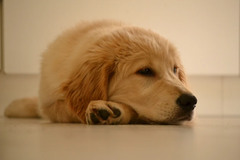 a fluffy puppy sleeping on the floor