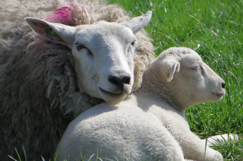 the sheep has it's head resting on another animal