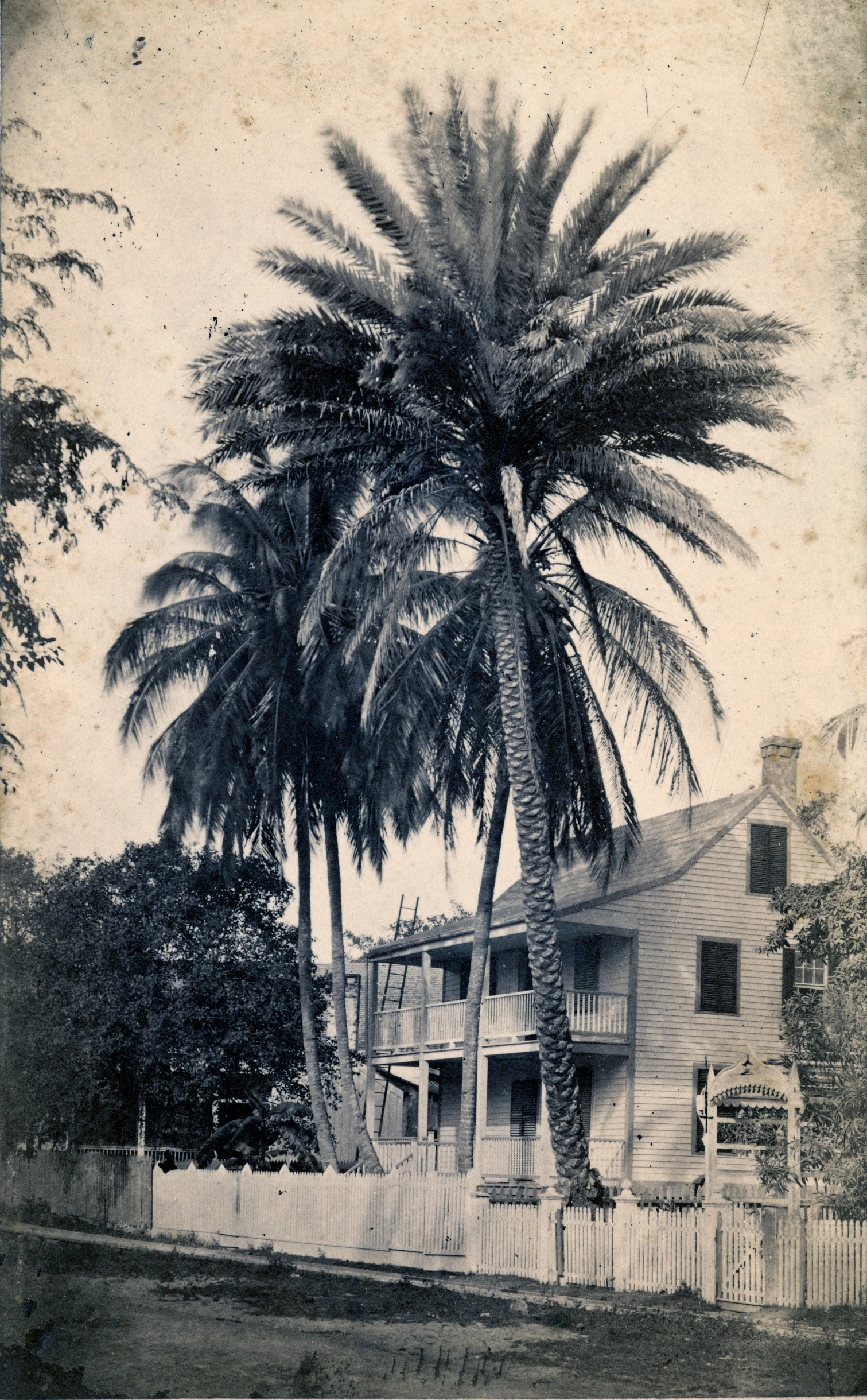 a large palm tree is in front of a house