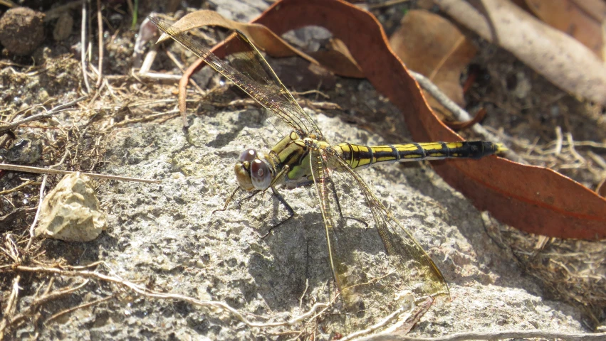 a very small dragon laying on a rock