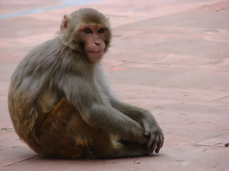 a monkey sits on the ground and stares into the camera