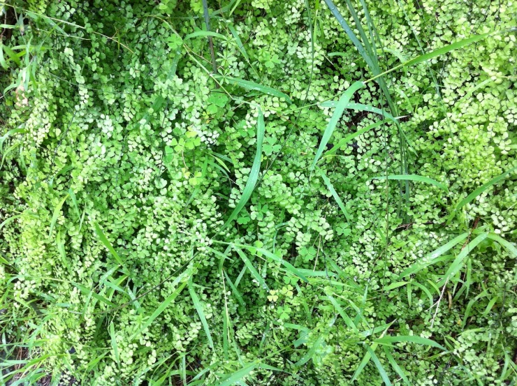 a green background consisting of plants with some very thin flowers on them