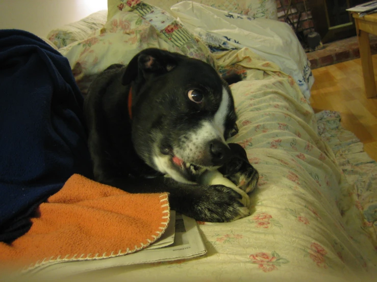 a black dog is laying on a bed with a blanket