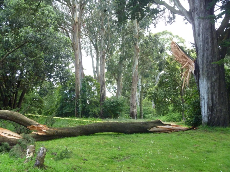 tree that has fallen over in the grass