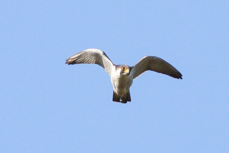 an empty bird flying through the blue sky