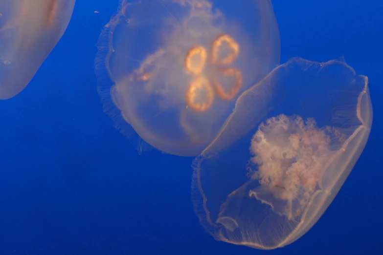 several jelly fish in their tank, one of them has an upside down look