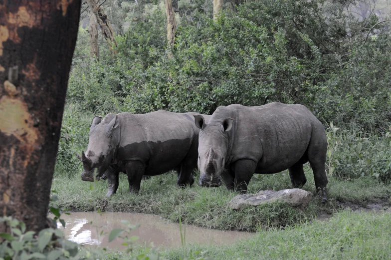 two rhinos stand by the edge of a watering hole as one looks on