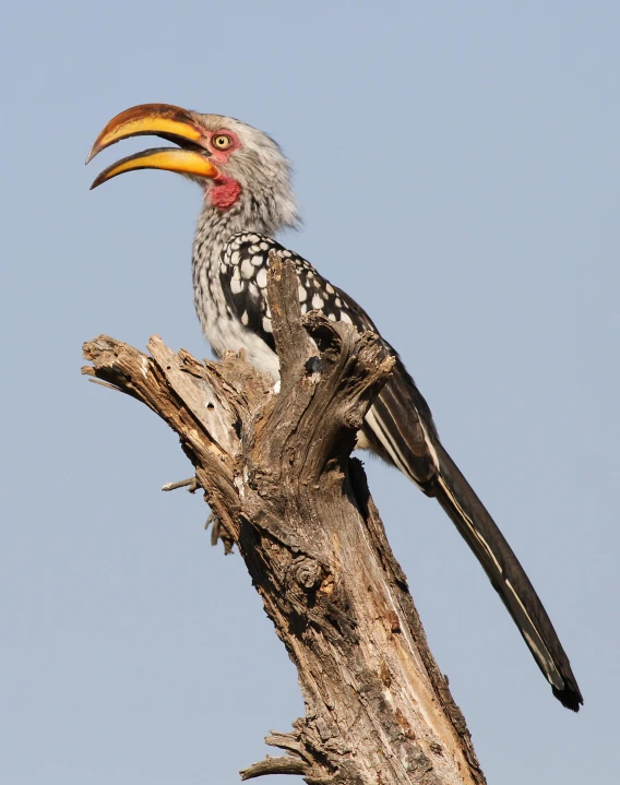 a bird is perched on top of a tree