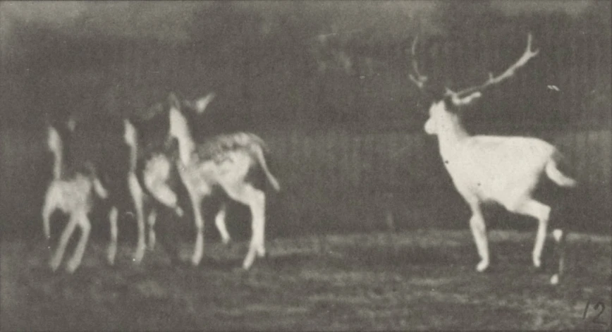 a group of deer standing on top of a field