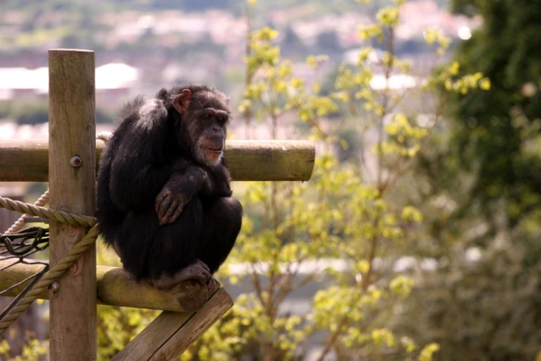 a monkey sitting on a post with ropes by a tree