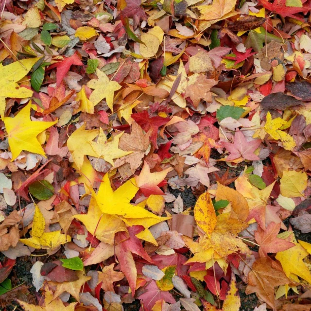 various colored leaves scattered on the ground