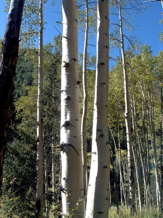 some white birch trees in the woods under a blue sky